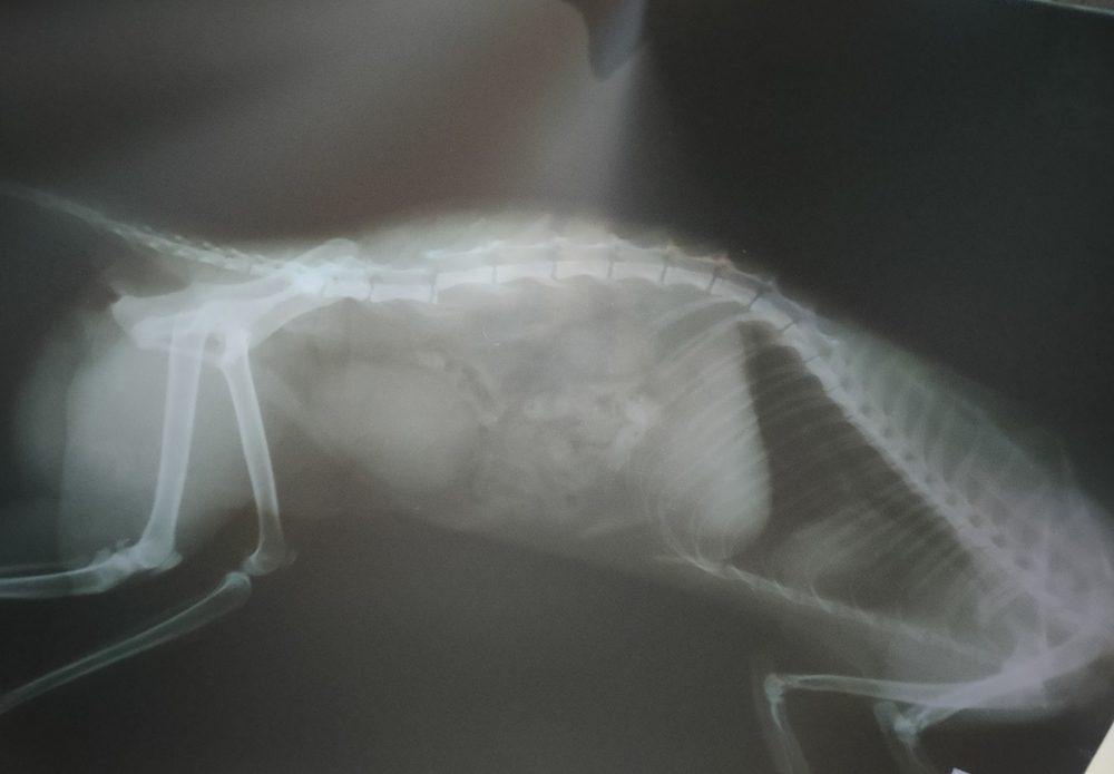 Diagnostic Imaging by Edmonton Spay and Neuter Clinic