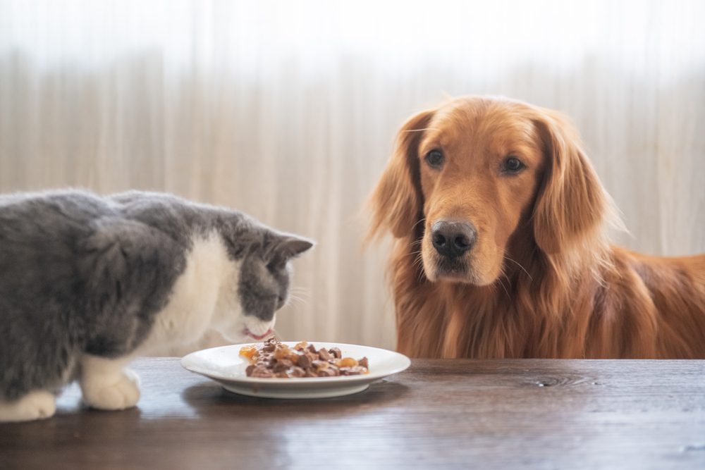 Dietary Management by Edmonton Spay and Neuter Clinic