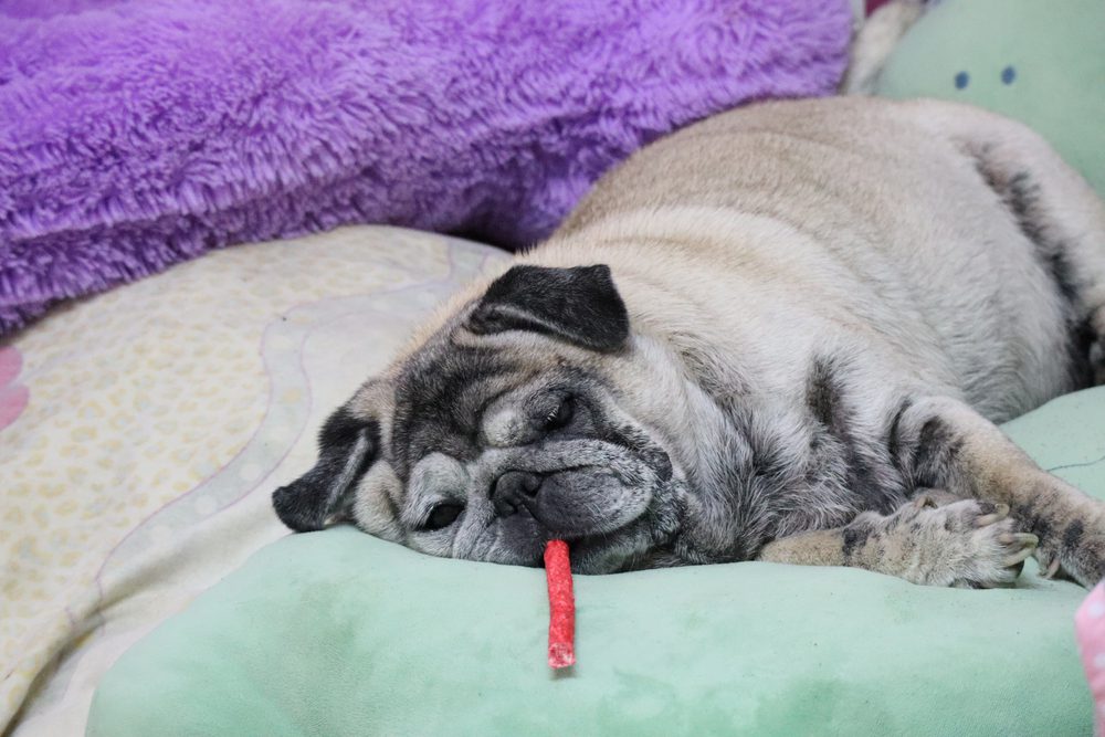 Dietary Management by Edmonton Spay and Neuter Clinic