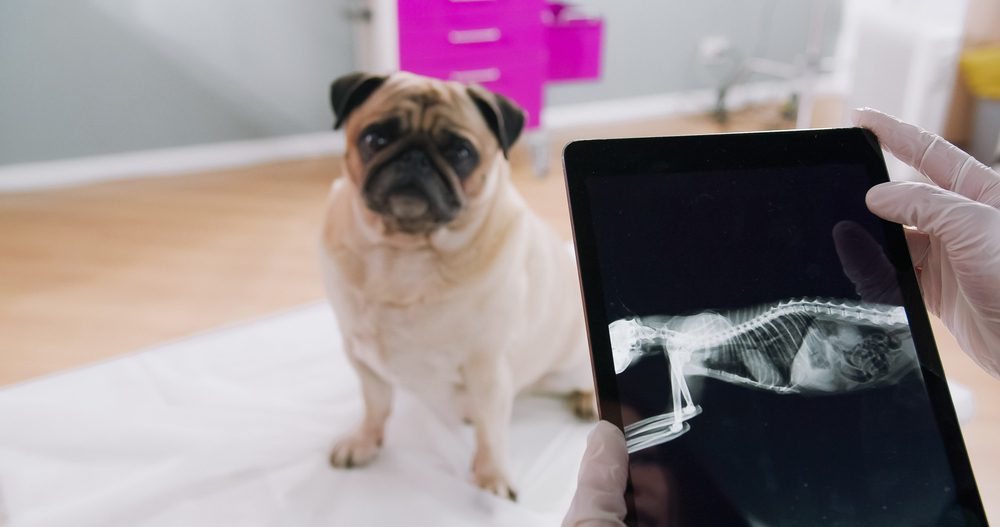 Diagnostic Imaging by Edmonton Spay and Neuter Clinic