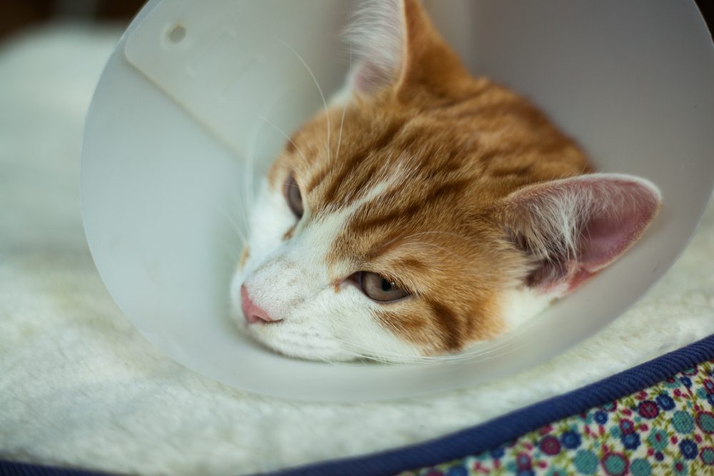 Emergency Care by Edmonton Spay and Neuter Clinic