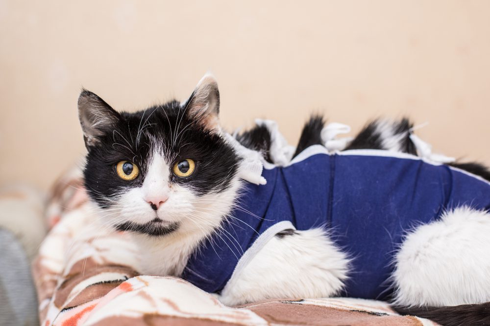 Spay and Neuter Services by Edmonton Spay and Neuter Clinic