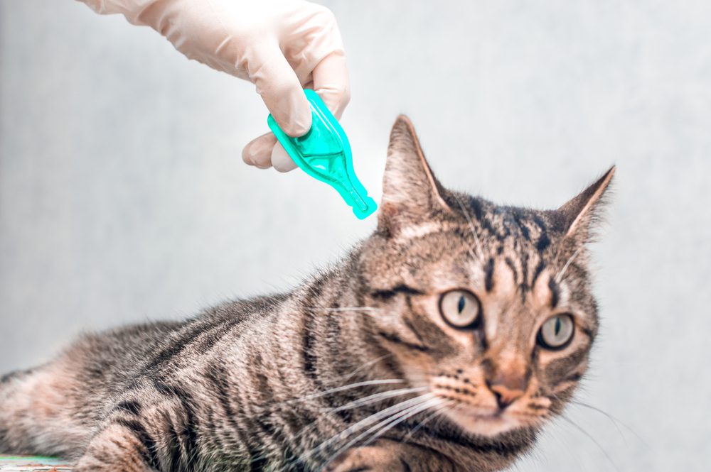 Tick and Flea Prevention by Edmonton Spay and Neuter Clinic