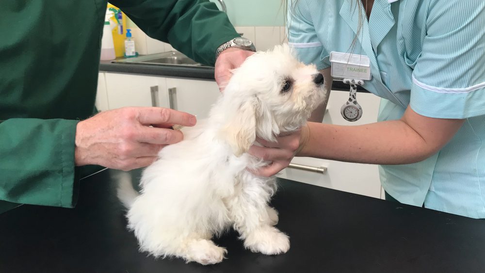 Veterinary Consultations by Edmonton Spay and Neuter Clinic