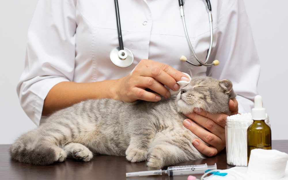 Pet Wellness Checkups by Edmonton Spay and Neuter Clinic