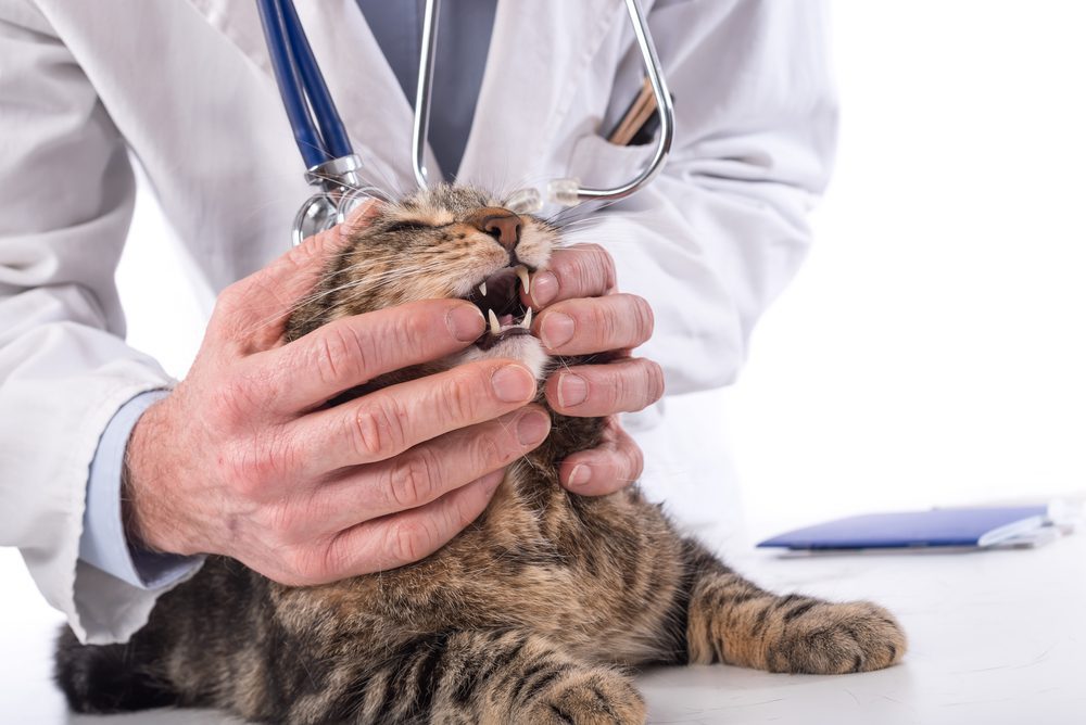 Pet Wellness Checkups by Edmonton Spay and Neuter Clinic