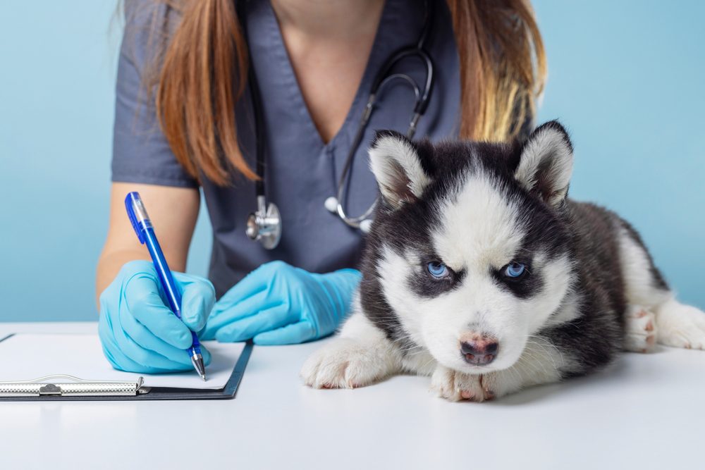 Pet Wellness Checkups by Edmonton Spay and Neuter Clinic