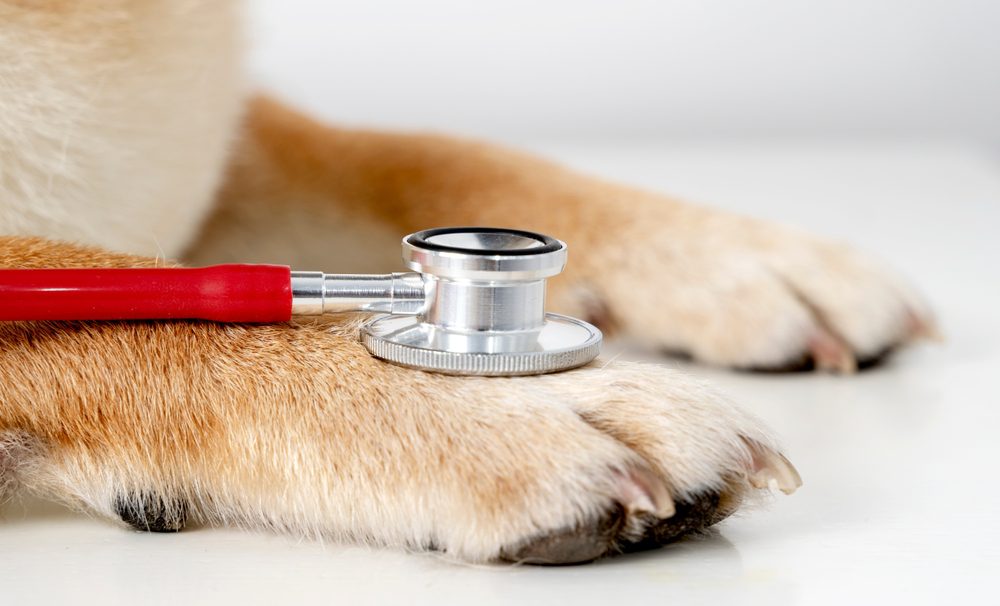 https://www.shutterstock.com/image-photo/dog-stethoscope-concept-veterinary-assistance-animals-2385862175